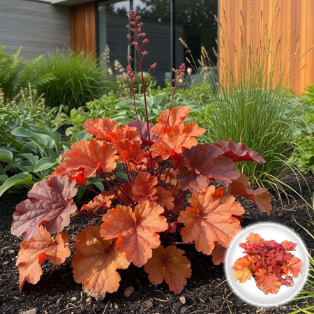 Plante Decorative - HEUCHERA - Portocalie (P11)