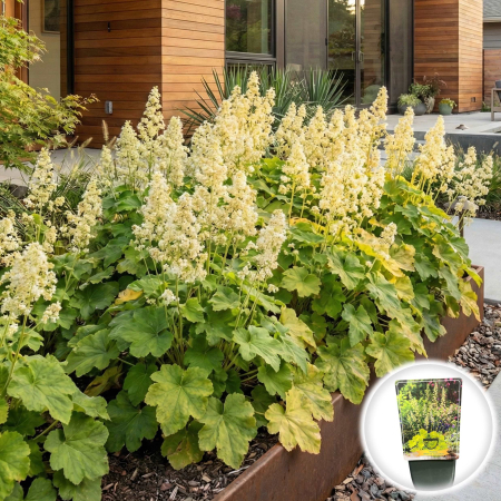 Heuchera - heuchera-villosa-macrorrhiza-inradacinata-clopotei-toamna-pepiniera-sibiu