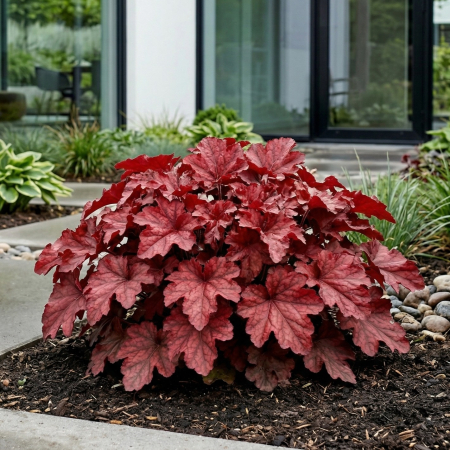 Heuchera - heuchera-cranberry-clopotei-corali-frunze-rosii-pepiniera-sibiu