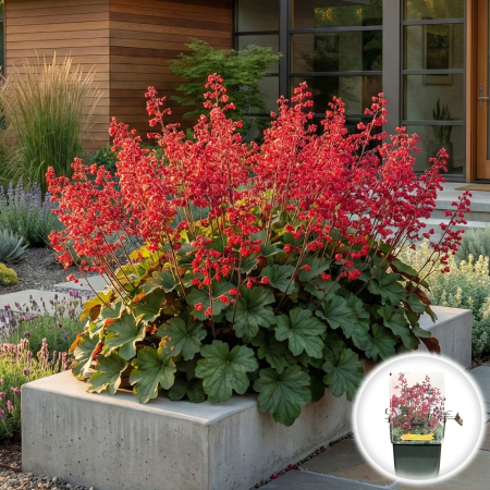 Heuchera - heuchera-sanguinea-ruby-bells-clopotei-coral-rosii-pepiniera-sibiu