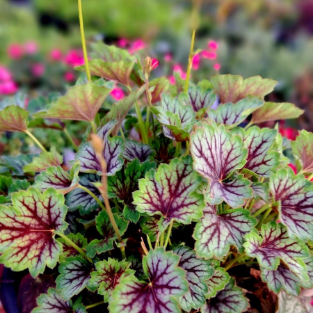Heuchera - HEUCHERA - verde (P11)