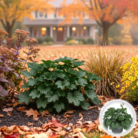 Heuchera - HEUCHERA - verde (P11)