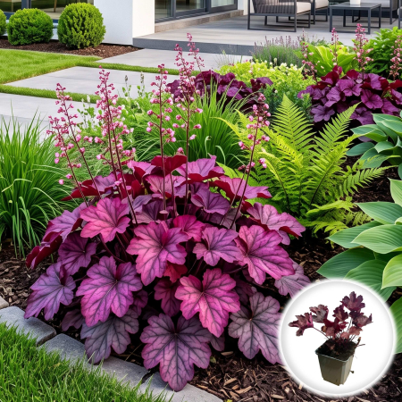 Heuchera - heuchera-wild-rose-planta-perena-ornamentala-pepiniera-sibiu