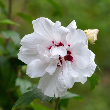 hibiscus-speciosus-arbust-alb-rosu-pepiniera-sibiu [3]