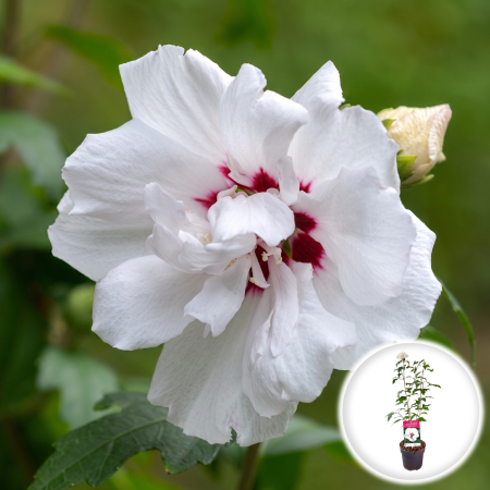 Hibiscus - hibiscus-speciosus-arbust-alb-rosu-pepiniera-sibiu