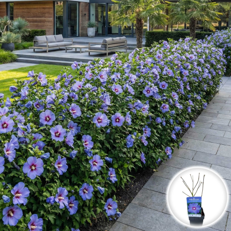 Hibiscus - hibiscus-oiseau-bleu-blue-bird-albastru-pepiniera-sibiu