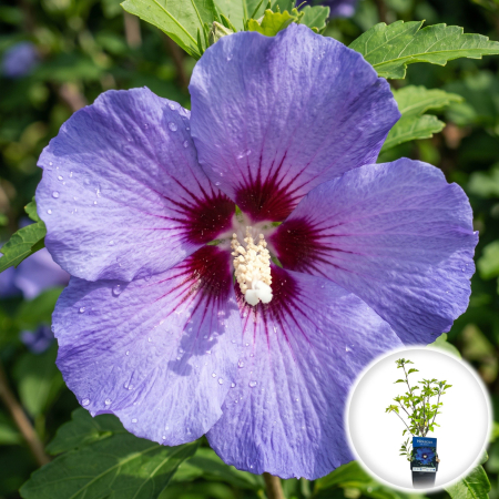 Hibiscus - hibiscus-oiseau-bleu-blue-bird-albastru-pepiniera-sibiu