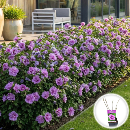 Hibiscus - hibiscus-ardens-mov-dublu-trandafir-siria-pepiniera-sibiu