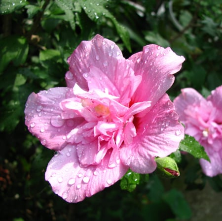 Hibiscus - HIBISCUS Ardens (P17)