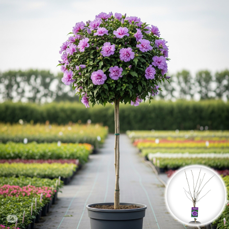 Hibiscus - hibiscus-ardens-pomisor-mov-dublu-pepiniera-sibiu