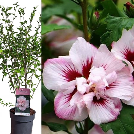 Hibiscus - Hibiscus Lady Stanley - 60cm