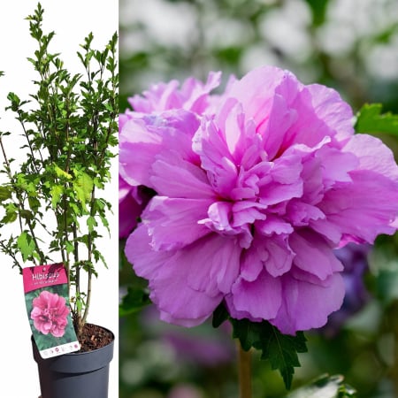 Hibiscus - Hibiscus Duc De Brabant - 60cm