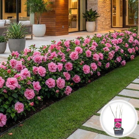 Hibiscus - hibiscus-duc-de-brabant-roz-batut-pepiniera-sibiu