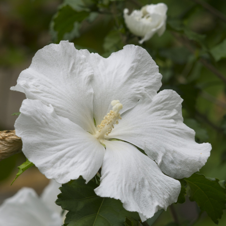 Hibiscus - Hibiscus Flower Tower White - 2L