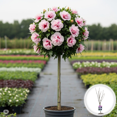 Hibiscus - hibiscus-lady-stanley-pomisor-flori-duble-roz-pepiniera-sibiu