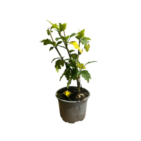 hibiscus-syriacus-lavender-chiffon-arbust-ornamental-pepiniera-sibiu [2]