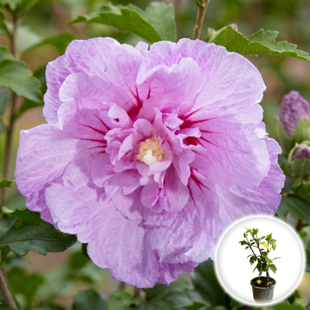 Hibiscus - hibiscus-syriacus-lavender-chiffon-arbust-ornamental-pepiniera-sibiu