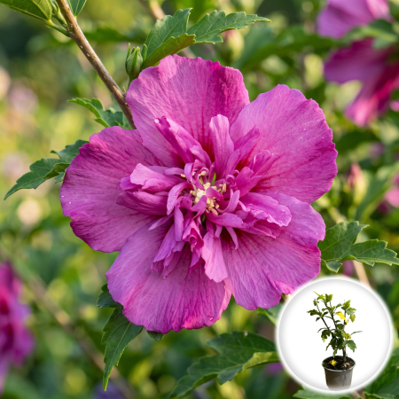 Hibiscus - hibiscus-syriacus-magenta-chiffon-arbust-ornamental-pepiniera-sibiu