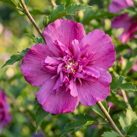 hibiscus-syriacus-magenta-chiffon-arbust-ornamental-pepiniera-sibiu [3]