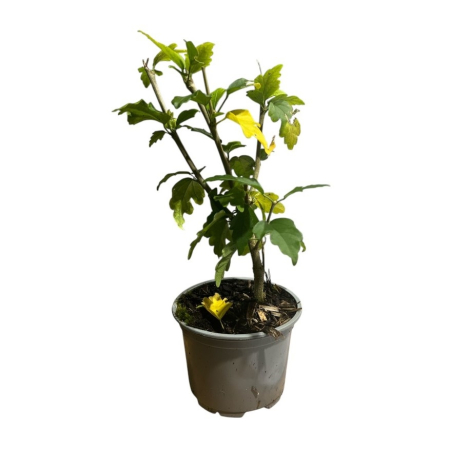 hibiscus-syriacus-magenta-chiffon-arbust-ornamental-pepiniera-sibiu [2]