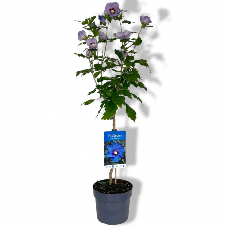 Hibiscus Marina - Pomisor (110cm) [1]