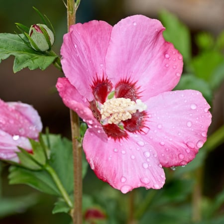 Hibiscus - HIBISCUS Flogi (2L)