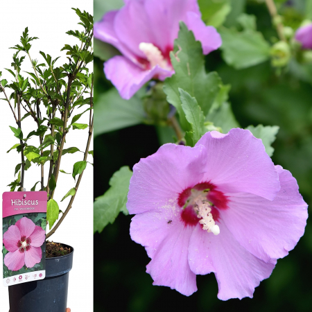 Hibiscus - Hibiscus WoodBridge (5L)