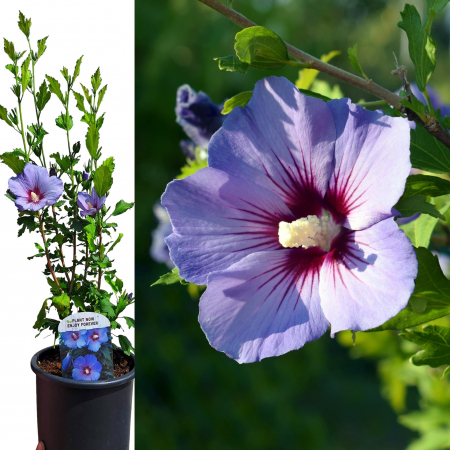 HIBISCUS Blue Oiseau 50cm+ (5L) [1]