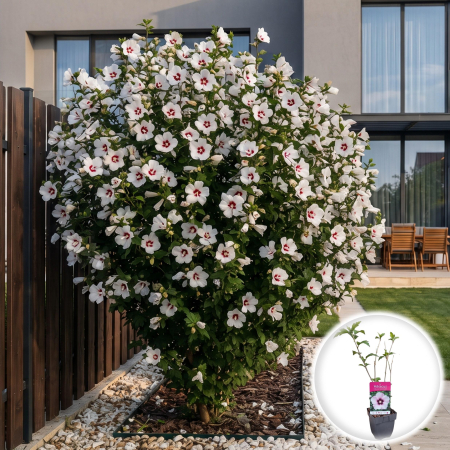 hibiscus-syriacus-red-heart-arbust-flori-albe-centru-rosu-pepiniera-sibiu [1]