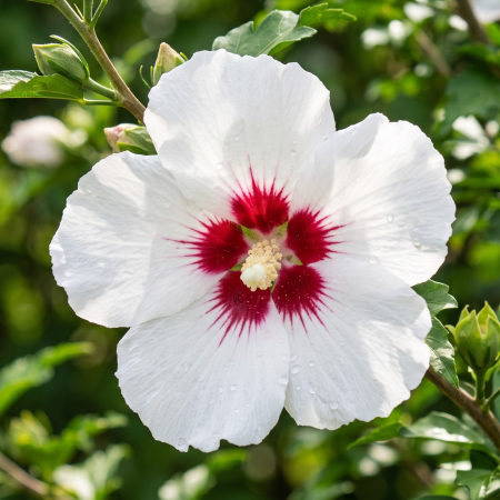 hibiscus-syriacus-red-heart-arbust-flori-albe-centru-rosu-pepiniera-sibiu [3]