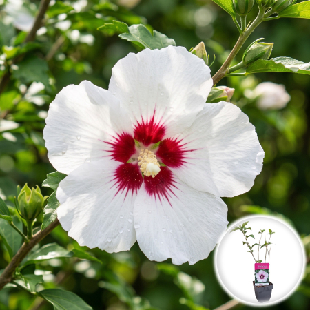 Hibiscus - hibiscus-syriacus-red-heart-arbust-flori-albe-centru-rosu-pepiniera-sibiu