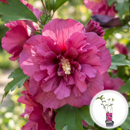 Hibiscus - hibiscus-duc-de-brabant-roz-batut-pepiniera-sibiu