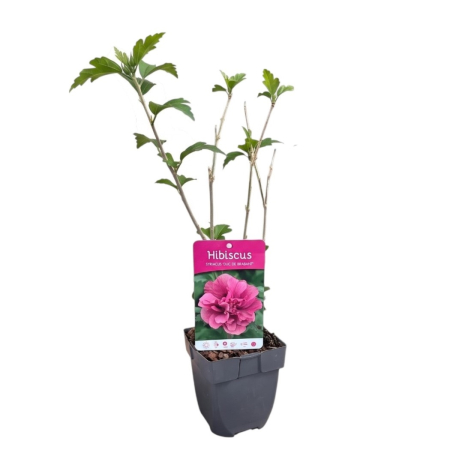 hibiscus-duc-de-brabant-roz-batut-pepiniera-sibiu [2]