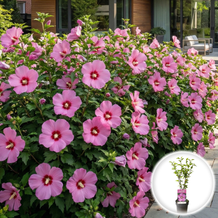 hibiscus-syriacus-woodbridge-roz-arbust-pepiniera-sibiu [1]