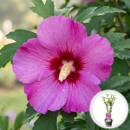 Hibiscus - hibiscus-syriacus-woodbridge-roz-arbust-pepiniera-sibiu