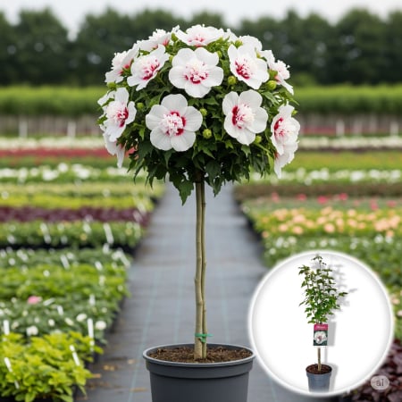 Plante Decorative - Hibiscus Speciosus - Pomisor (110cm)