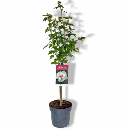 Hibiscus Speciosus - Pomisor (110cm) [1]