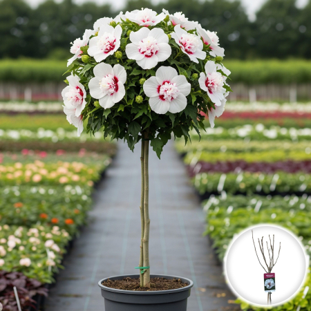 Hibiscus - hibiscus-speciosus-pomisor-alb-rosu-pepiniera-sibiu