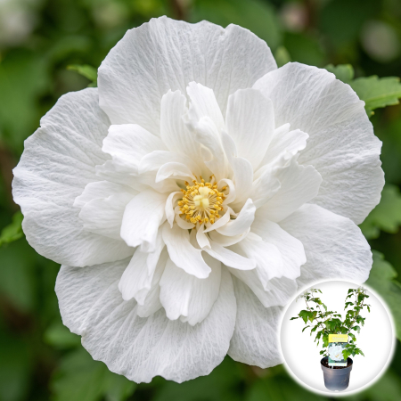 Hibiscus - hibiscus-syriacus-admiral-dewey-flori-albe-pepiniera-sibiu
