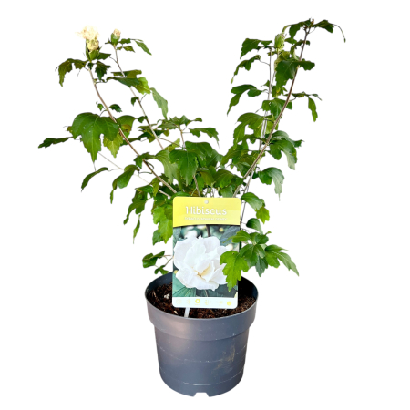 hibiscus-syriacus-admiral-dewey-flori-albe-pepiniera-sibiu [2]