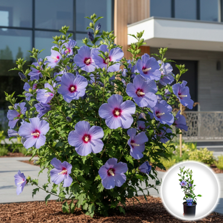 Hibiscus - HIBISCUS Blue Oiseau 50cm+ (5L)