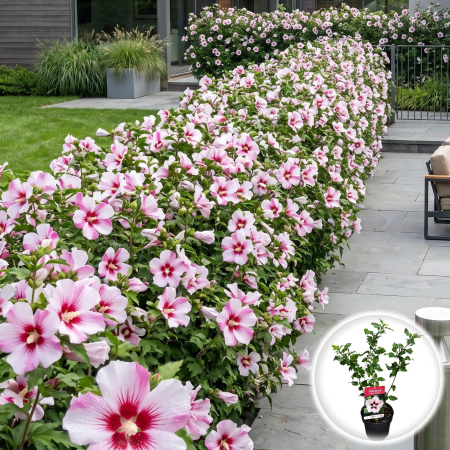 Hibiscus - hibiscus-syriacus-hamabo-arbust-flori-roz-pepiniera-sibiu