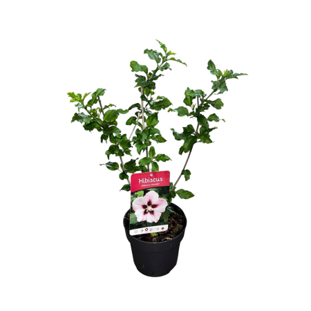 hibiscus-syriacus-hamabo-arbust-flori-roz-pepiniera-sibiu [2]