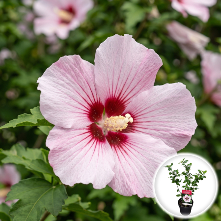 Hibiscus - hibiscus-syriacus-hamabo-arbust-flori-roz-pepiniera-sibiu