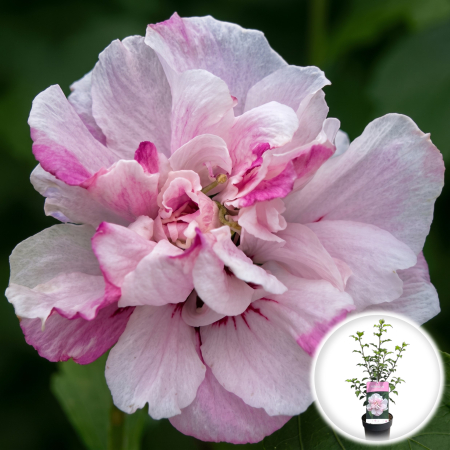 Hibiscus - hibiscus-syriacus-lady-stanley-arbust-flori-duble-pepiniera-sibiu