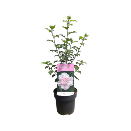 hibiscus-syriacus-lady-stanley-arbust-flori-duble-pepiniera-sibiu [2]