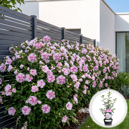 hibiscus-syriacus-lady-stanley-arbust-flori-duble-pepiniera-sibiu [1]