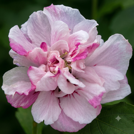 hibiscus-syriacus-lady-stanley-arbust-flori-duble-pepiniera-sibiu [3]