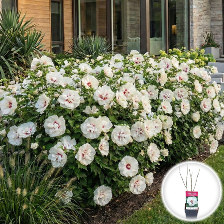 Hibiscus - hibiscus-speciosus-arbust-alb-rosu-pepiniera-sibiu