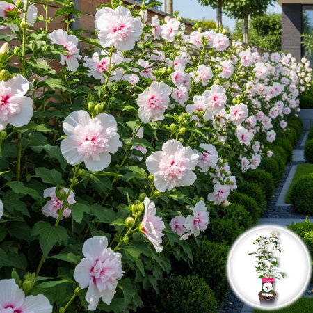 Hibiscus - Hibiscus Syr. Speciosus - 60cm